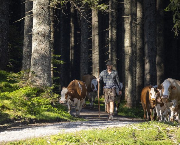 Cow, Domestic Cattle, Almauftrieb, Transhumance